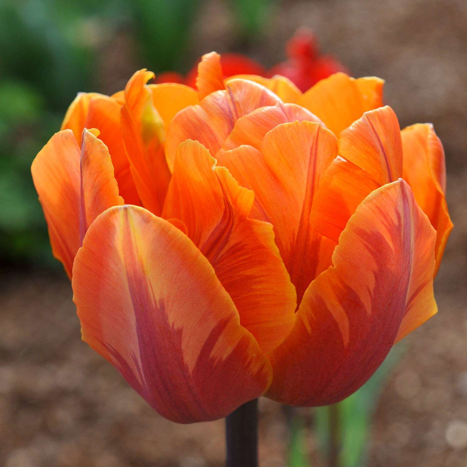 Tulppaani 'Orange Princess'